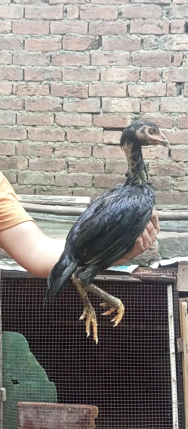 ustad basherr purbana cross gurantedd 2 females and 3 males — photo 6