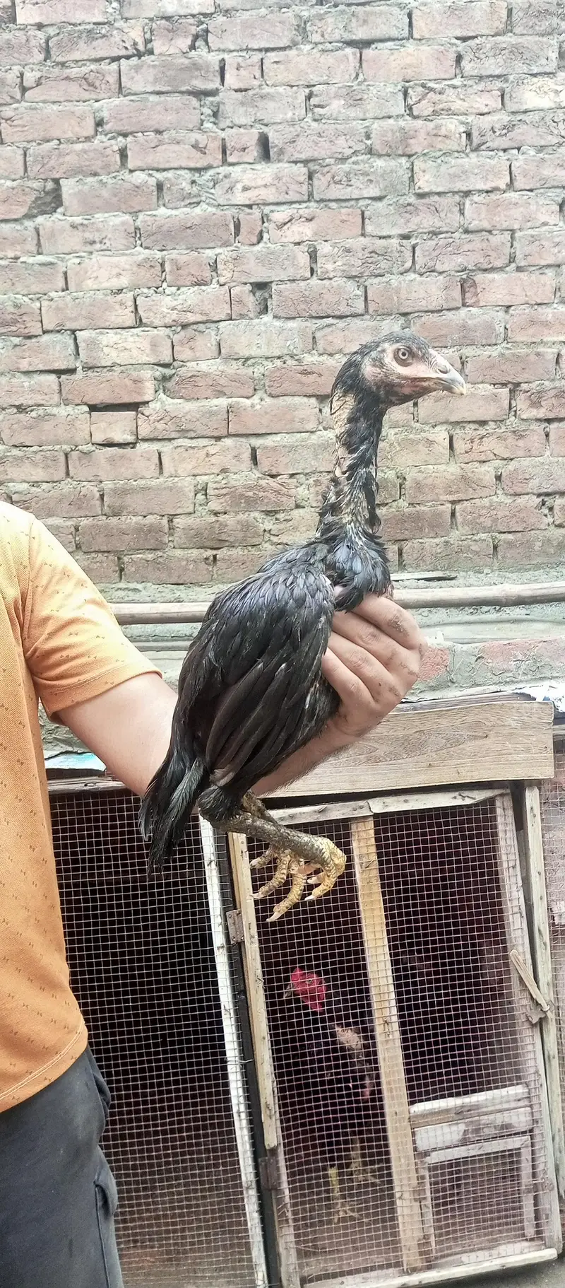 ustad basherr purbana cross gurantedd 2 females and 3 males — photo 7
