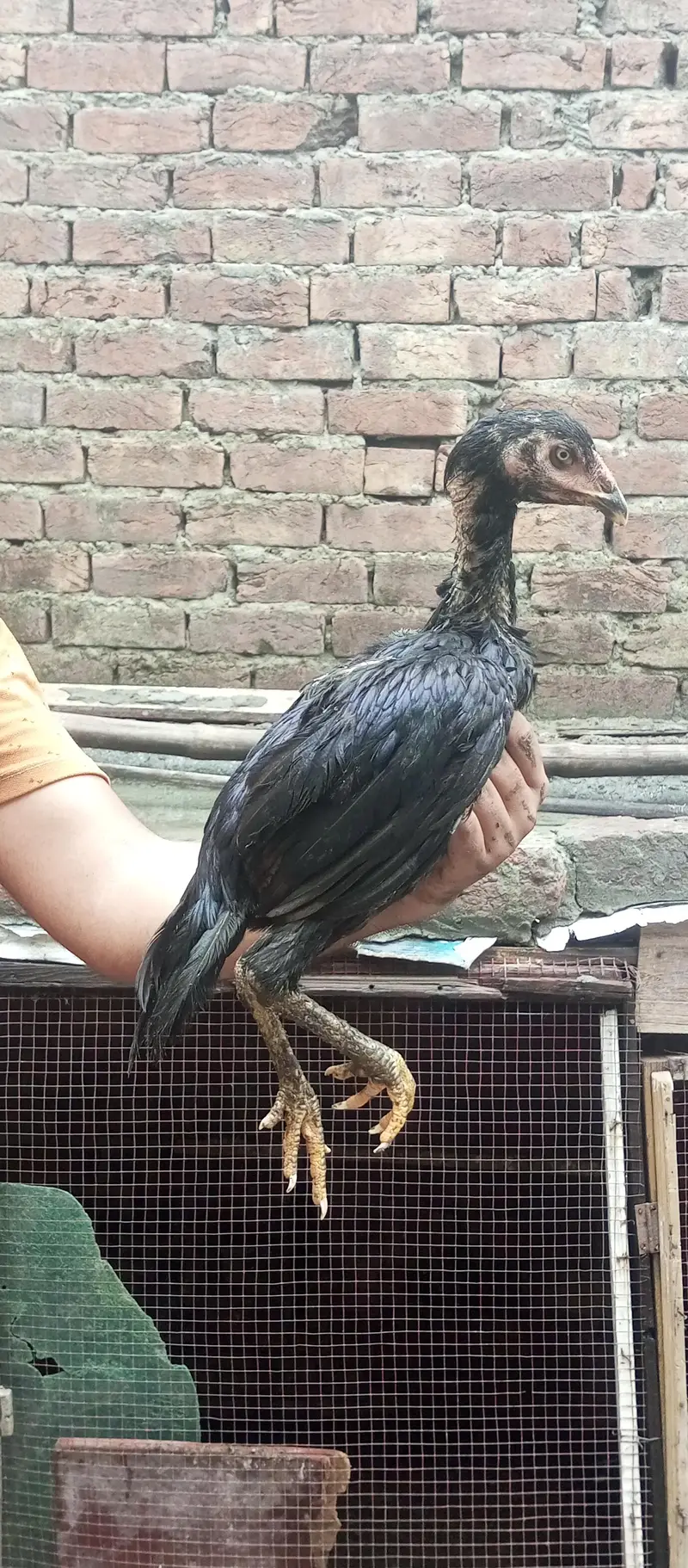 ustad basherr purbana cross gurantedd 2 females and 3 males — photo 8