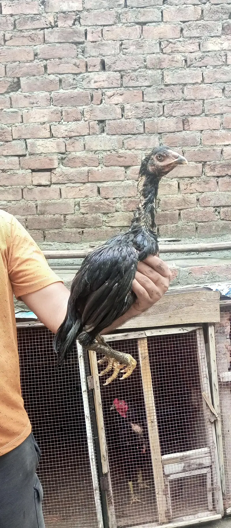 ustad basherr purbana cross gurantedd 2 females and 3 males — photo 9