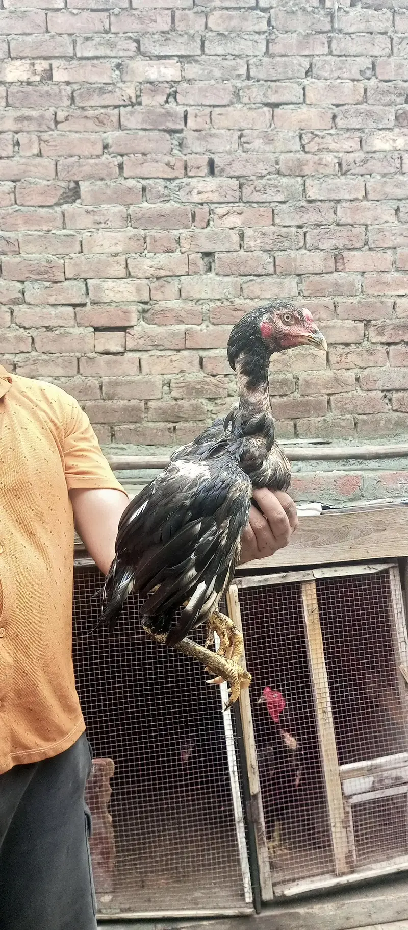 ustad basherr purbana cross gurantedd 2 females and 3 males — photo 10