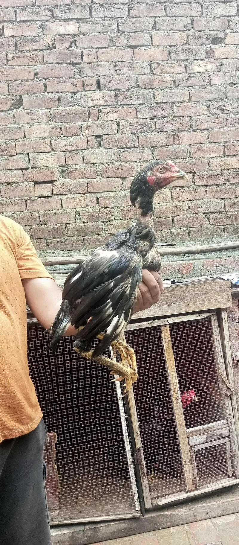 ustad basherr purbana cross gurantedd 2 females and 3 males — photo 11