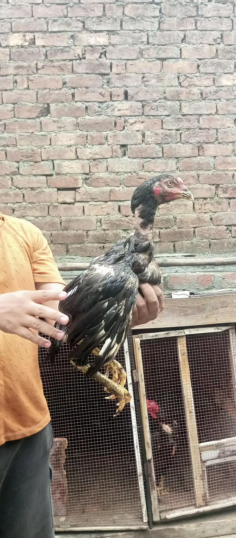 ustad basherr purbana cross gurantedd 2 females and 3 males — photo 12
