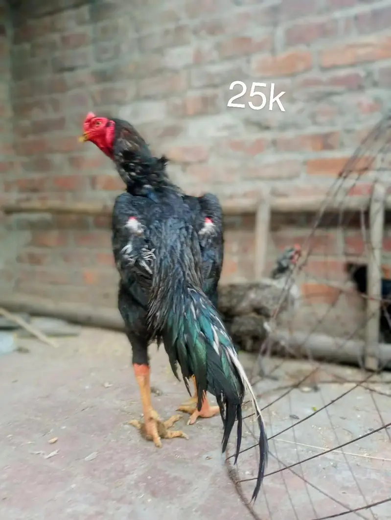 Premium Quality Shamo Female 03270985901 — photo 5
