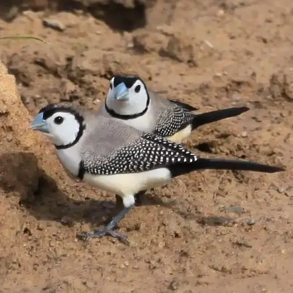 Owl finch