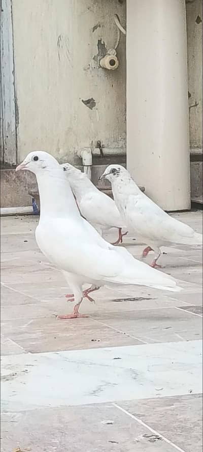 Patti wle Pigeons