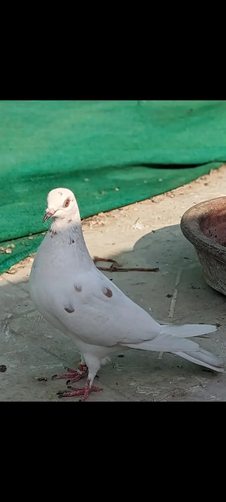 Patti wle Pigeons — photo 2