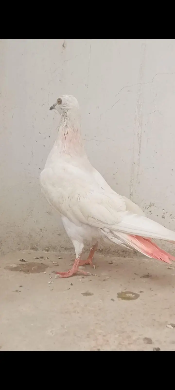 Patti wle Pigeons — photo 3