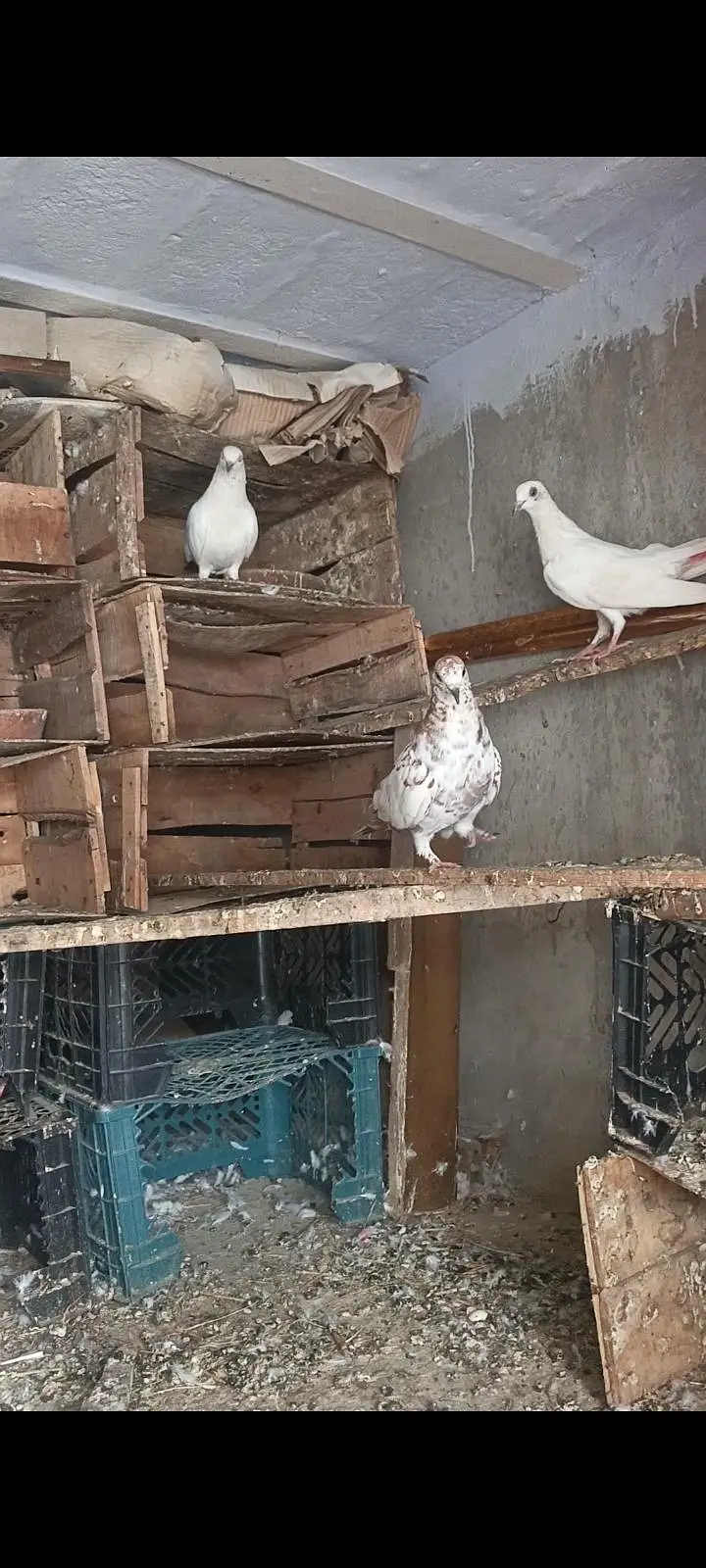 Patti wle Pigeons — photo 4
