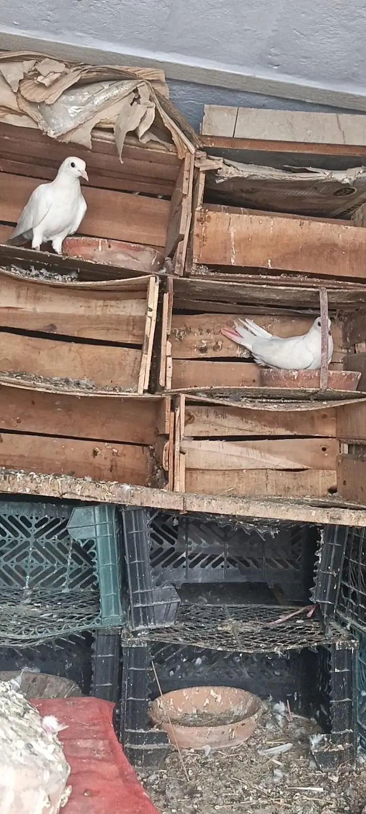 Patti wle Pigeons — photo 5