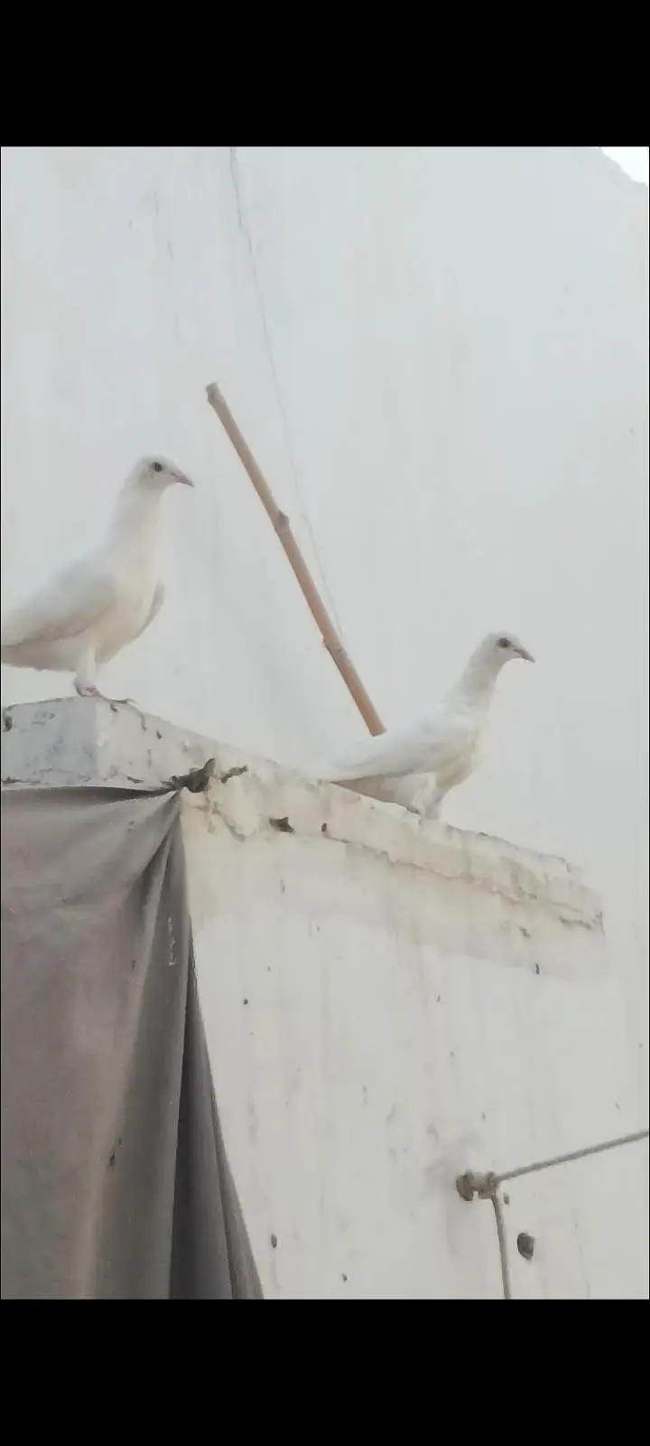 Patti wle Pigeons — photo 7