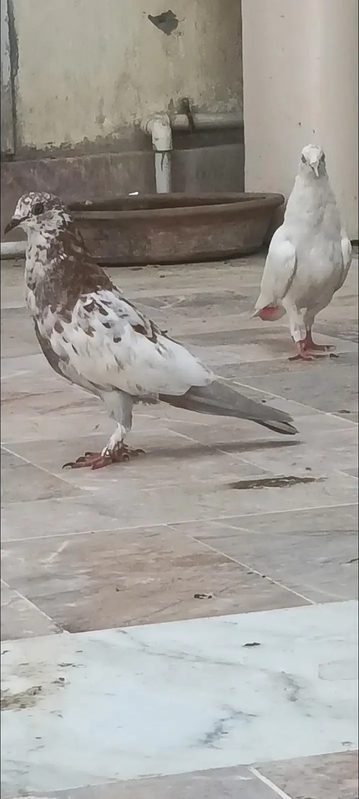 Patti wle Pigeons — photo 8