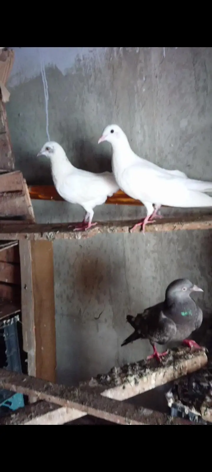 Patti wle Pigeons — photo 9