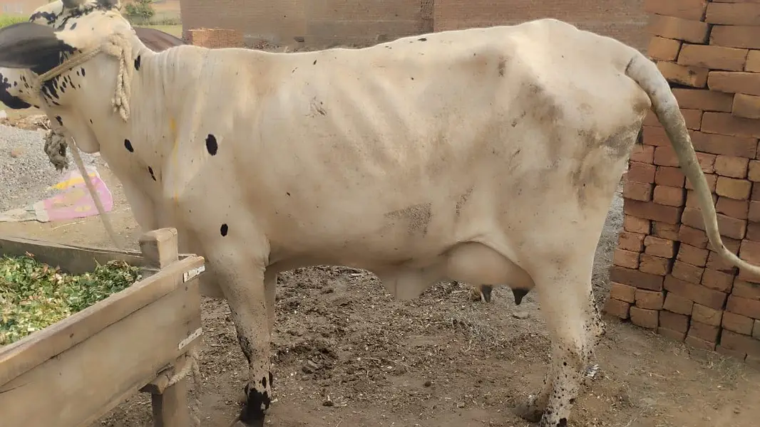 2 Buffalos 2 Bulls — photo 6