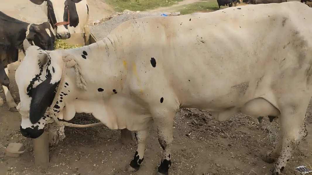 2 Buffalos 2 Bulls — photo 7