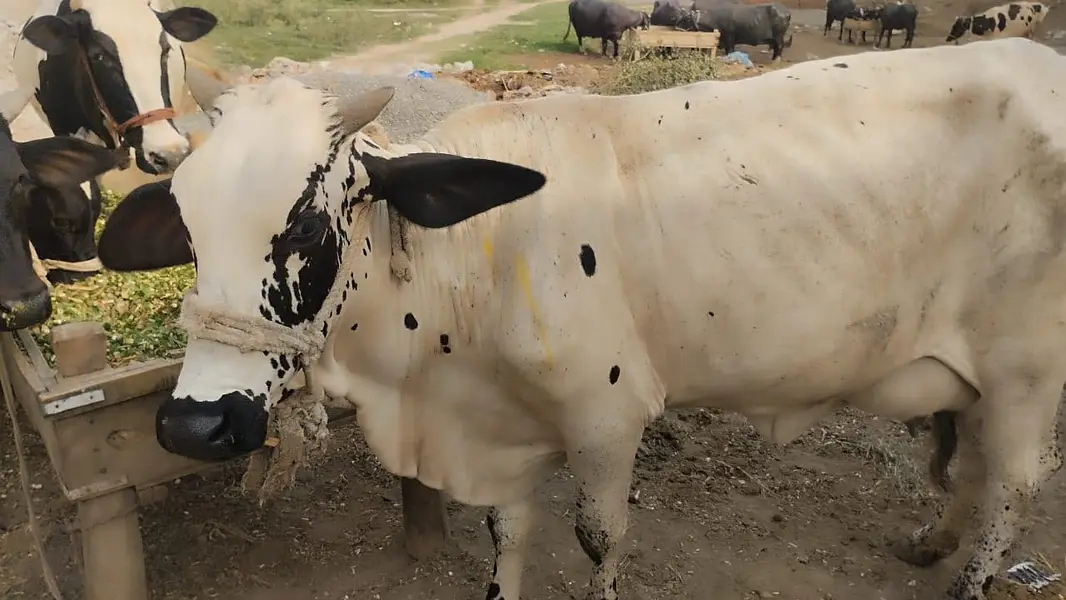 2 Buffalos 2 Bulls — photo 8