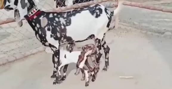 2 bachoon ke Sath Desi Bakri For sale _ 03242203691