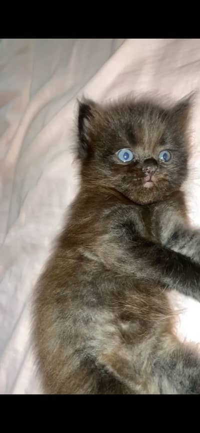Male kitten for sale