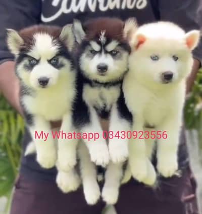 Siberian Husky  for sale