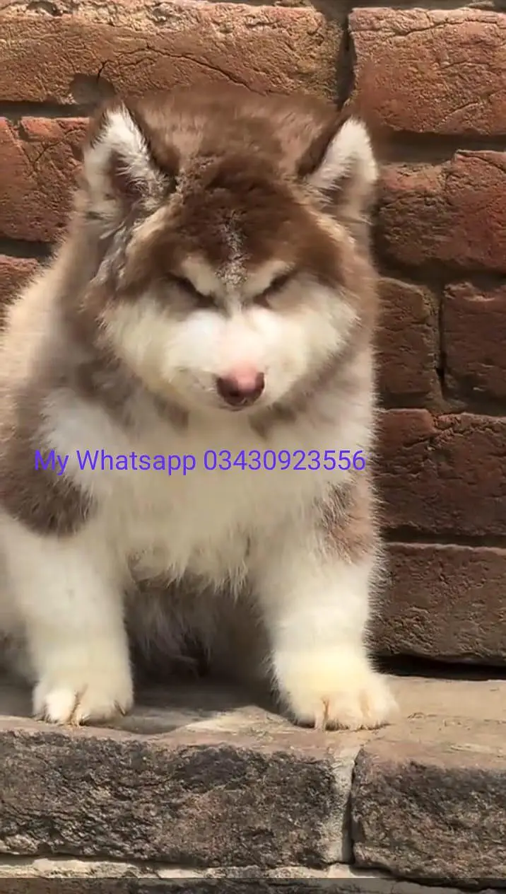 Siberian Husky  for sale — photo 2