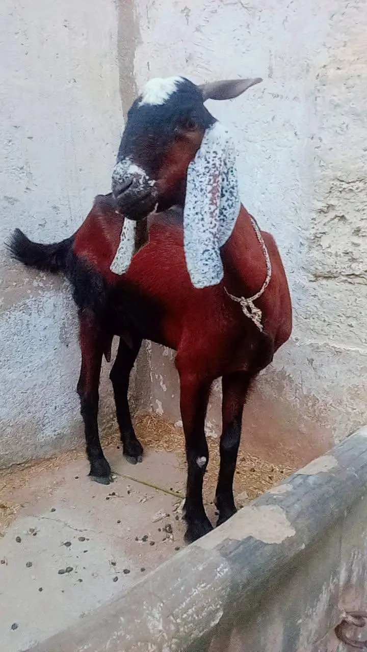 Bakri for sale 4 danth — photo 5