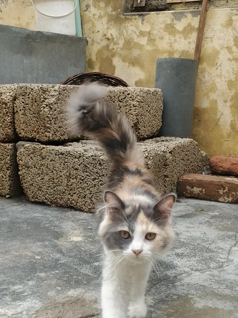kitten  playful vaccinated and Ready for a loving home. — photo 7