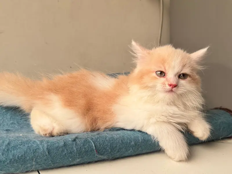 cat for sale — photo 2