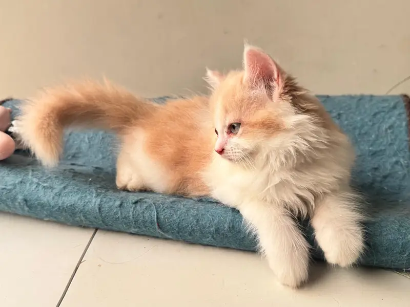 cat for sale — photo 3