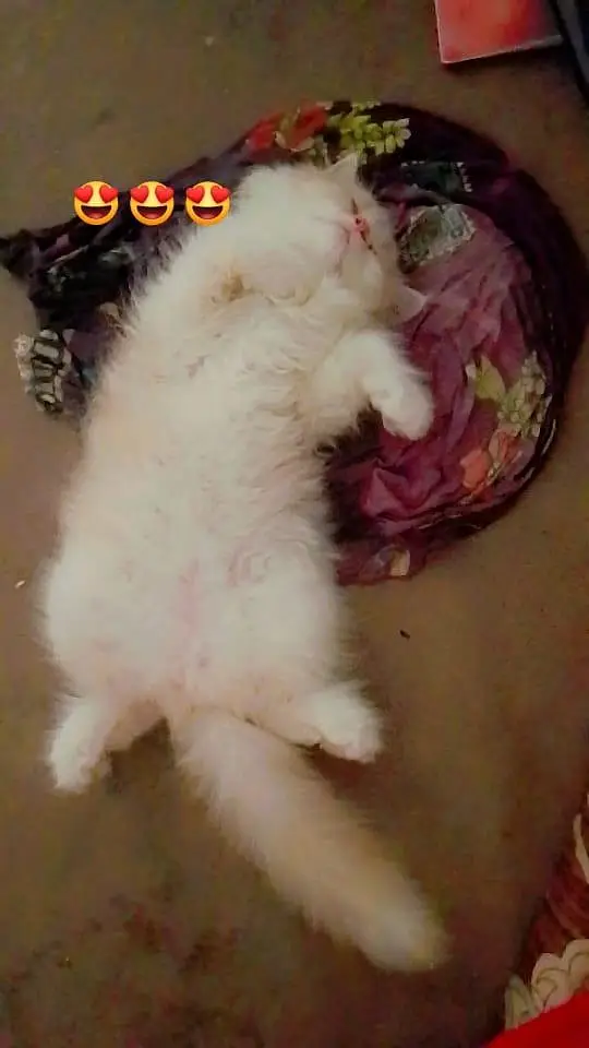 cat for sale — photo 4
