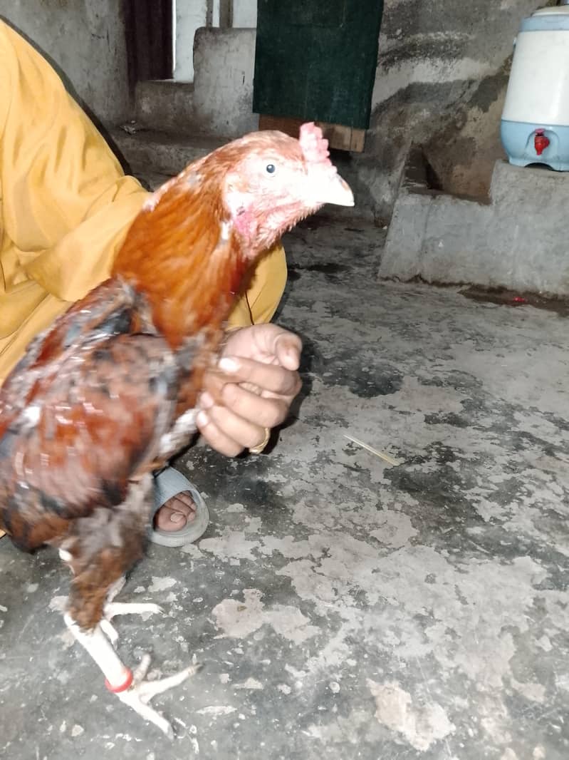 سیل مرغا 1