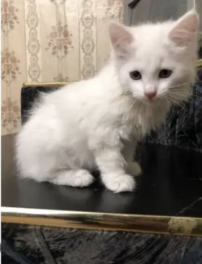 Turkish angoro male kitten for sale