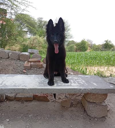 Black German shepherd pedigree long coat