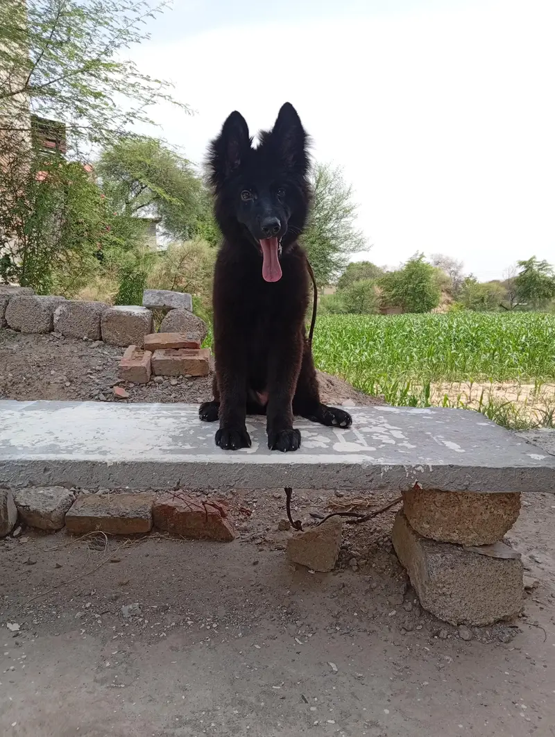 Black German shepherd pedigree long coat — photo 2