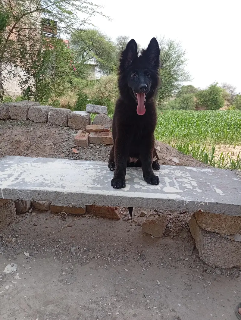 Black German shepherd pedigree long coat — photo 3