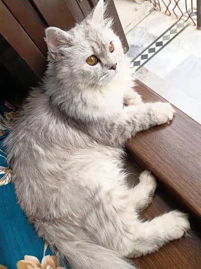Persian Female