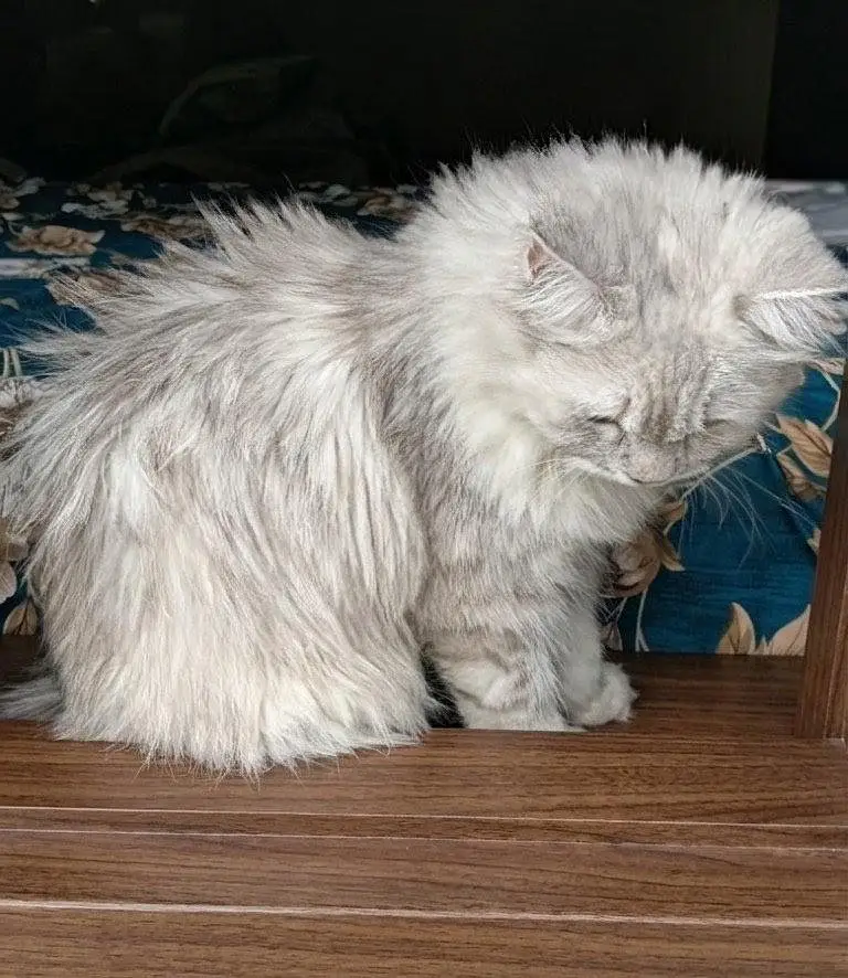Persian Female — photo 2