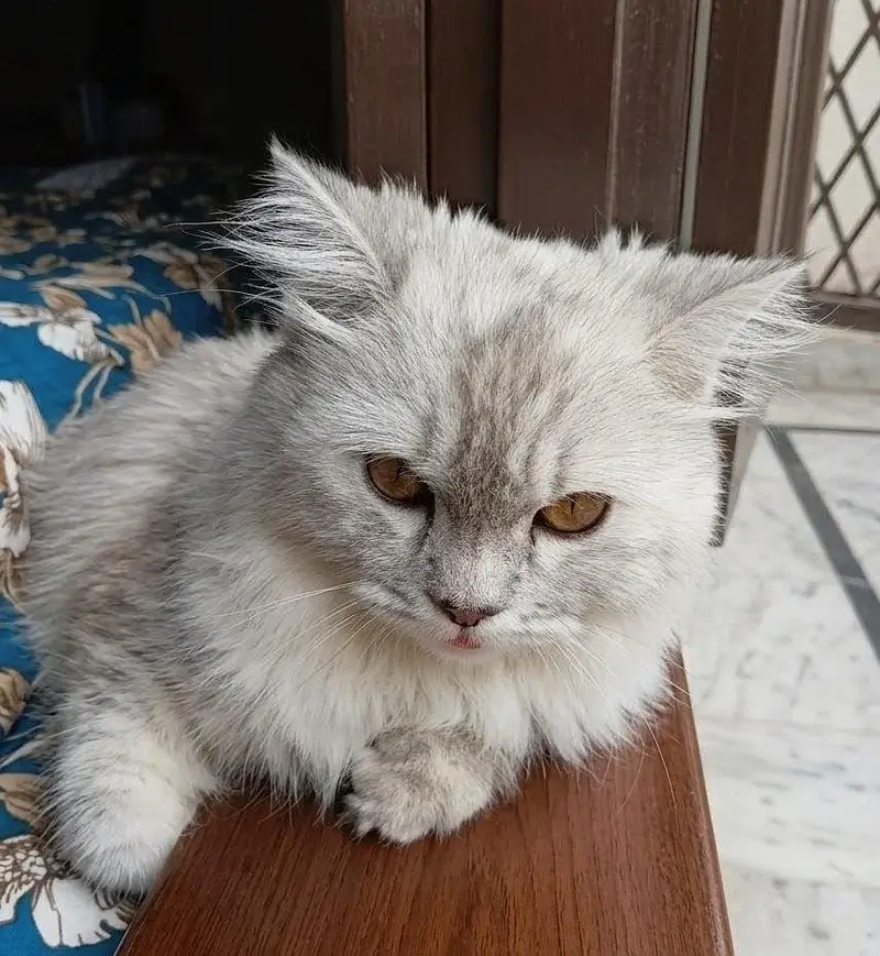 Persian Female — photo 3