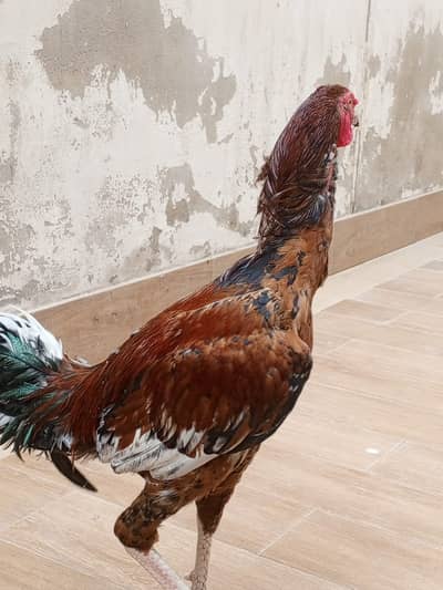 Aseel pair young for sale