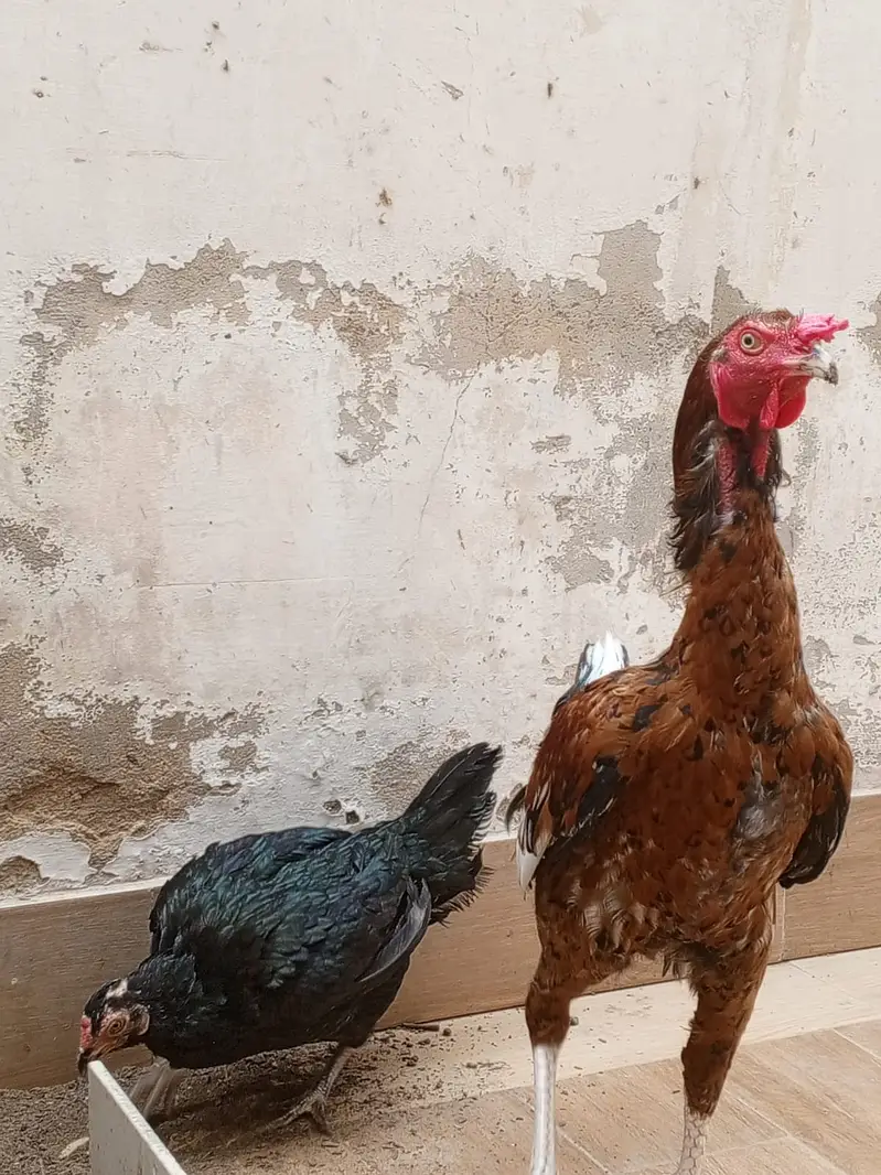 Aseel pair young for sale — photo 2