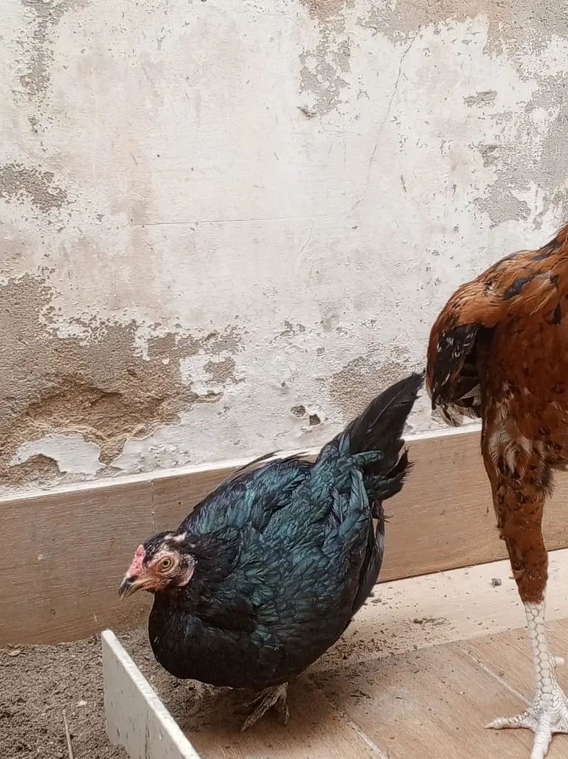 Aseel pair young for sale — photo 5