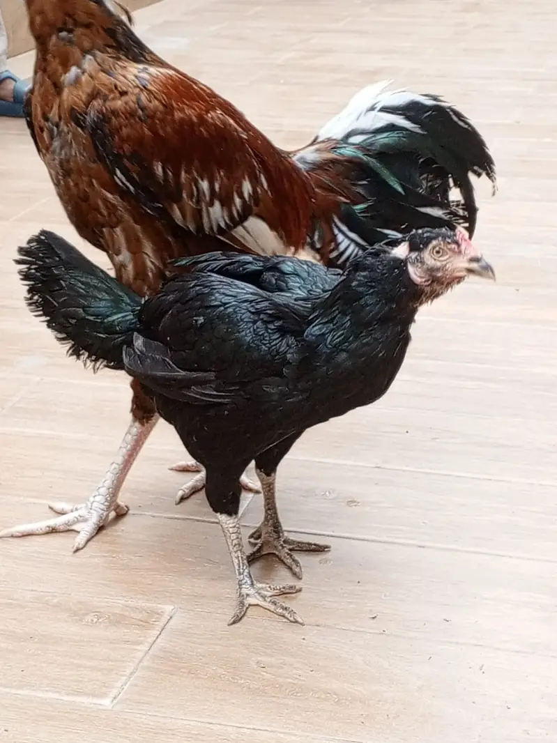 Aseel pair young for sale — photo 6