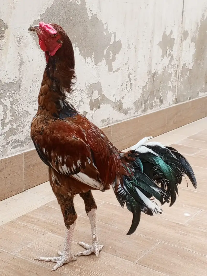Aseel pair young for sale — photo 7