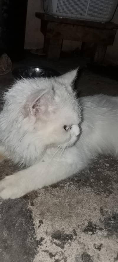 persian male cat