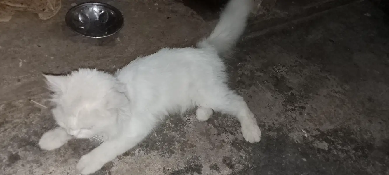 persian male cat — photo 2
