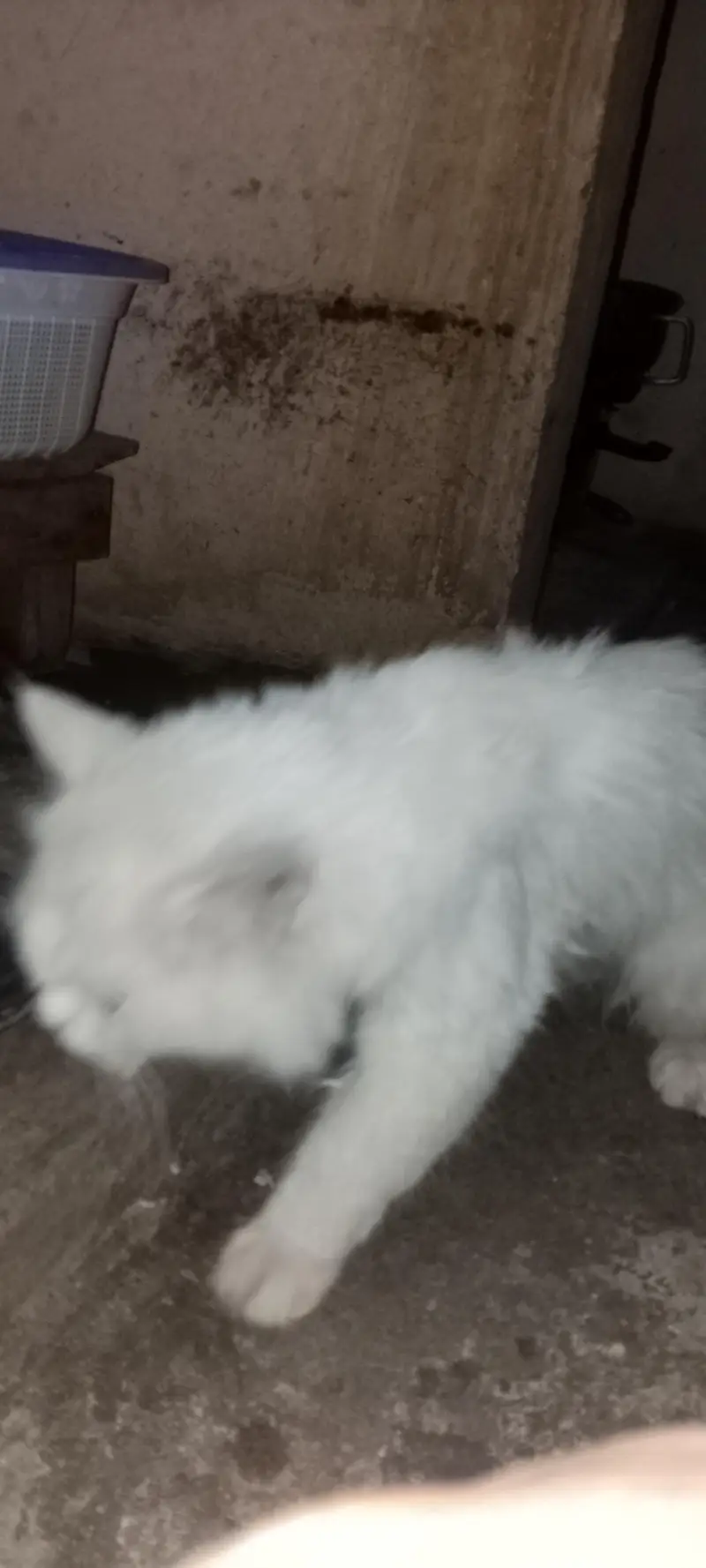 persian male cat — photo 3