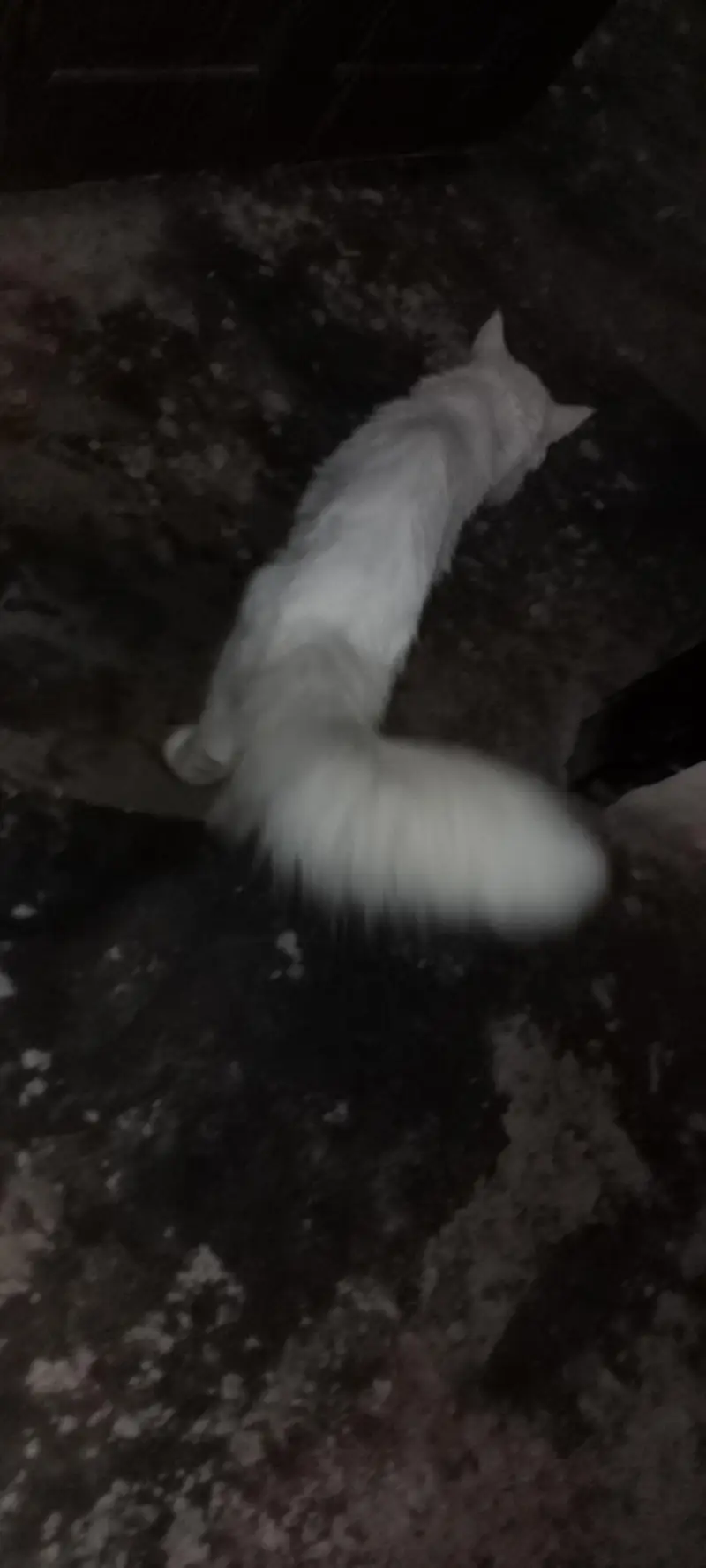 persian male cat — photo 4