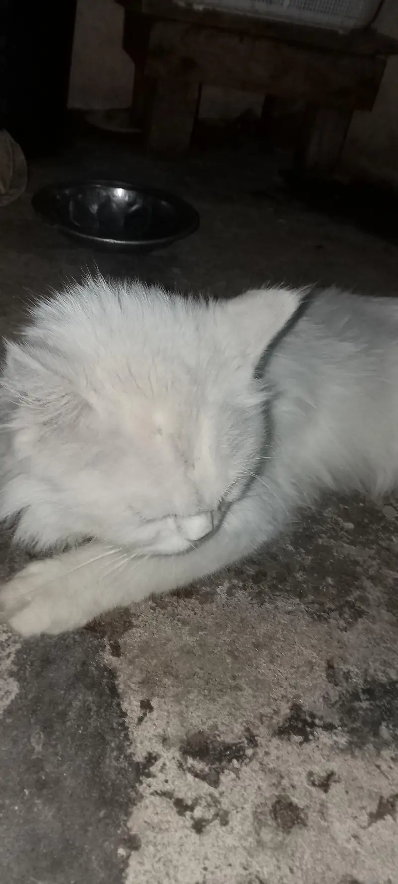 persian male cat — photo 5
