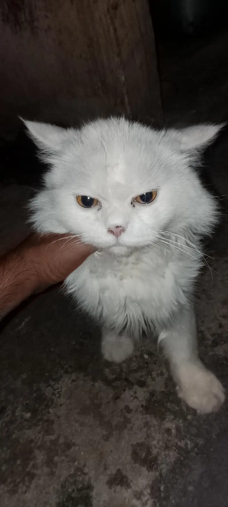 persian male cat — photo 6