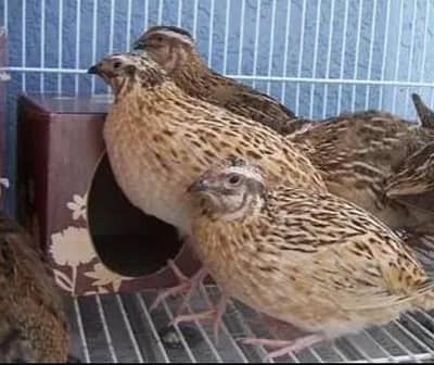 batair pair with eggs