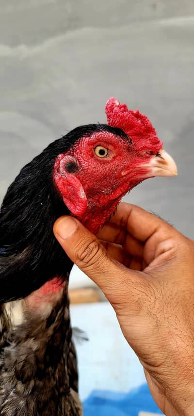 i am selling my Bird. . . jis kesi ko bhi chahiye munasib rate py de dung